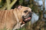 BULLDOG ANGLAIS 117